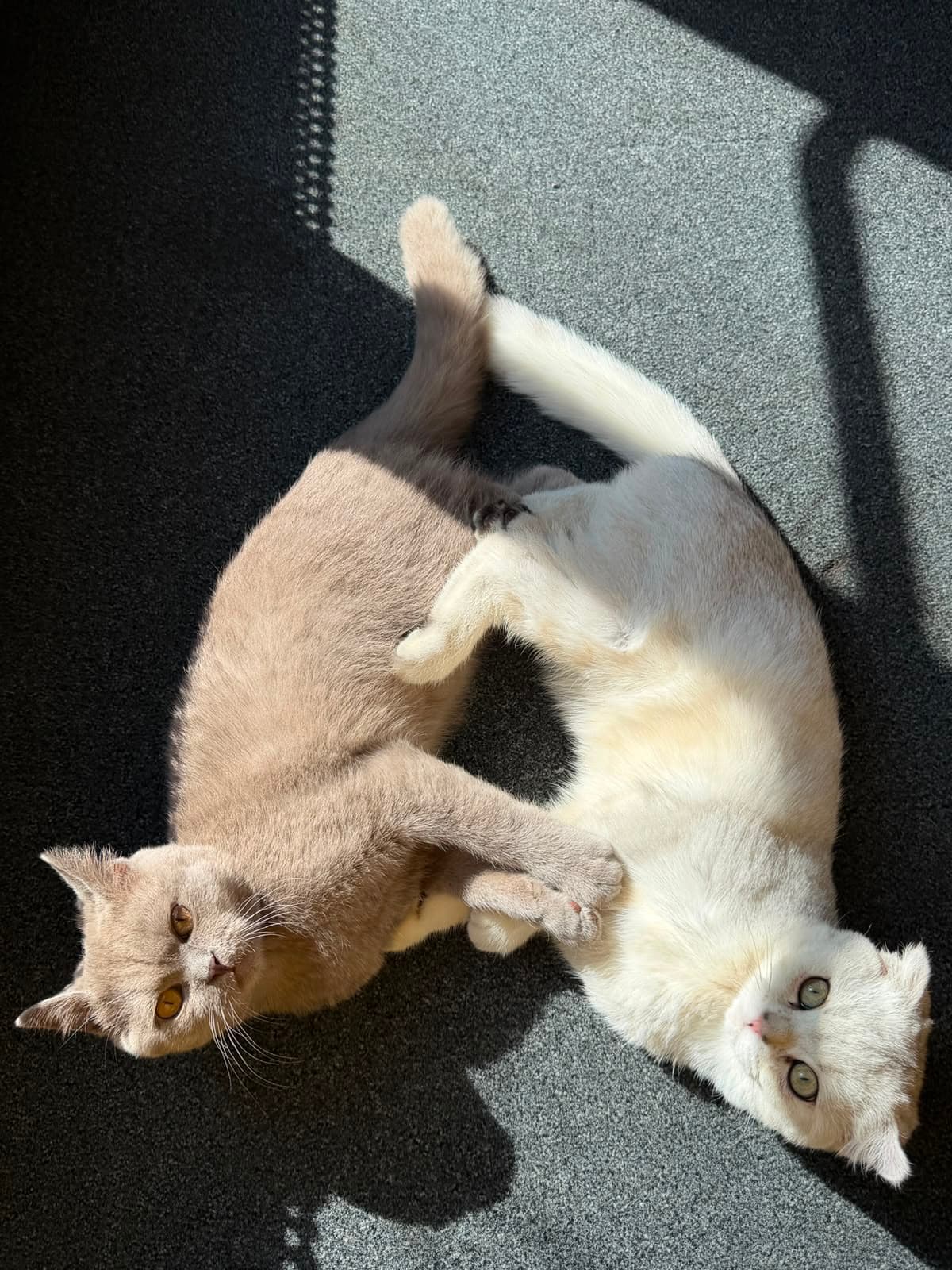 Bürokatze Mars