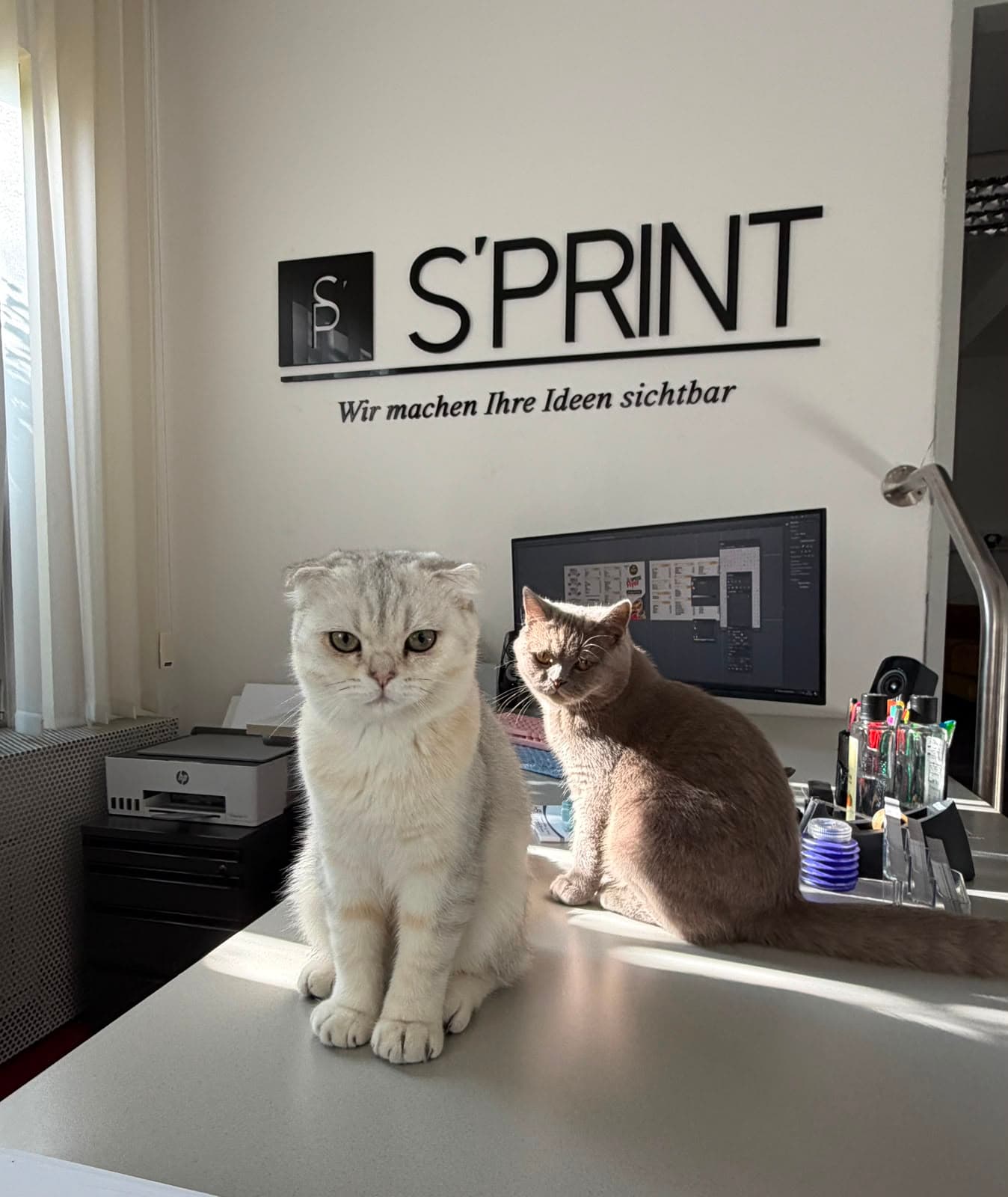 Bürokatze Bounty